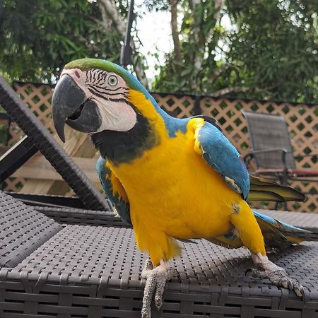 Rainforest Lodge Del Rio بورتو بيلو المظهر الخارجي الصورة