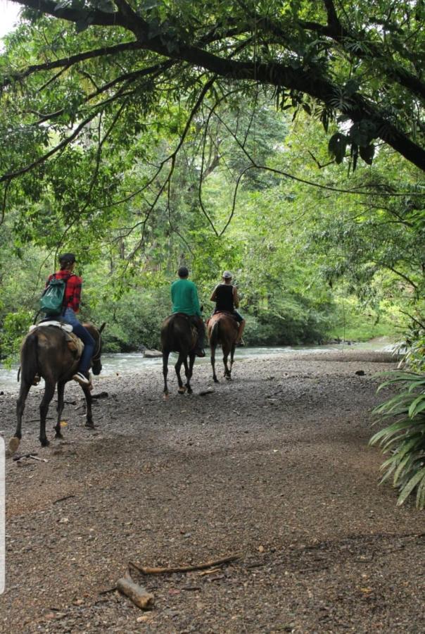 Rainforest Lodge Del Rio بورتو بيلو المظهر الخارجي الصورة
