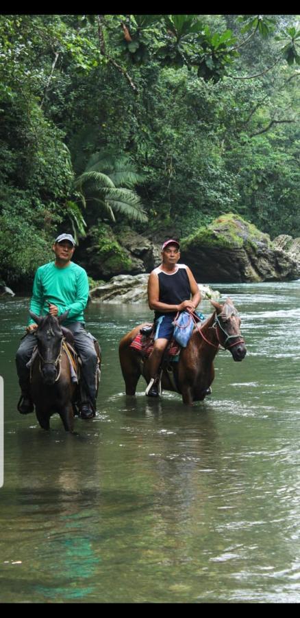 Rainforest Lodge Del Rio بورتو بيلو المظهر الخارجي الصورة