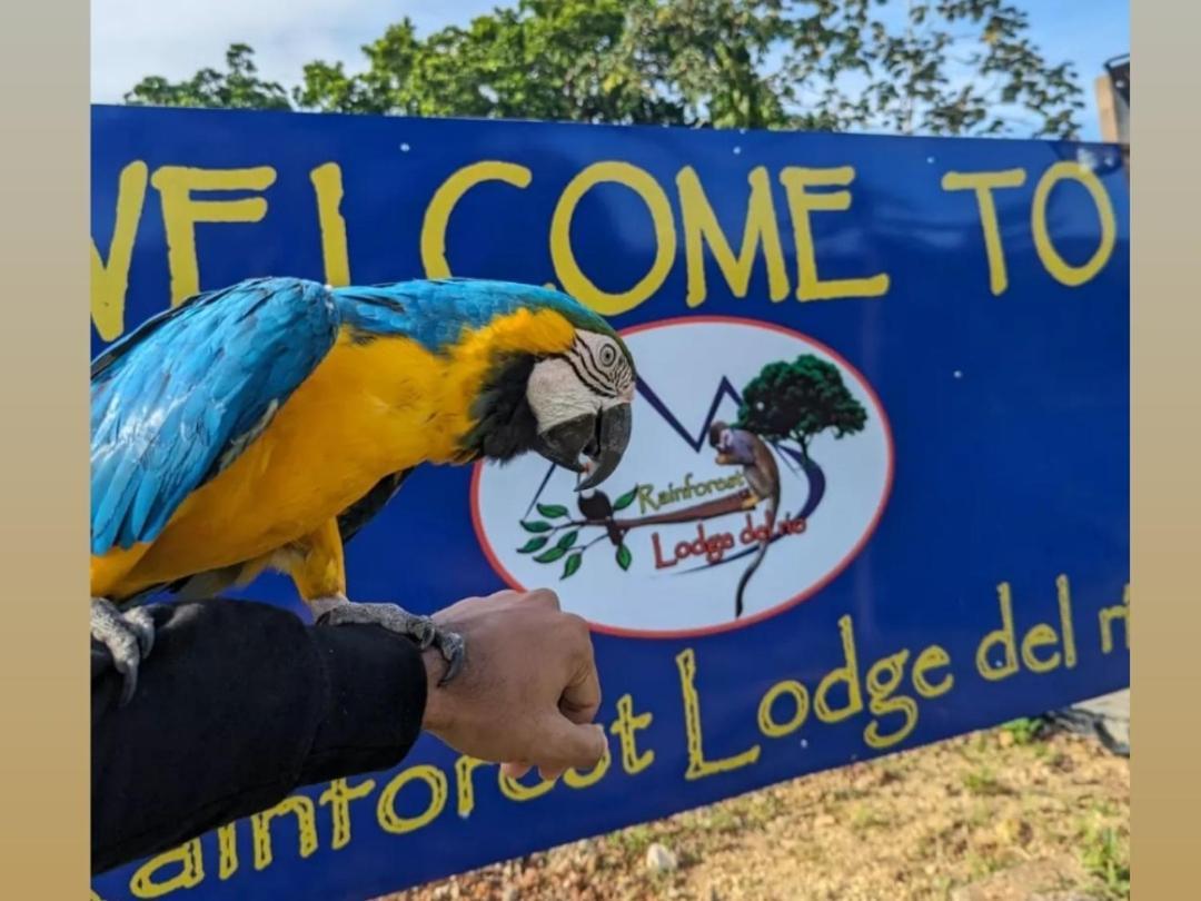 Rainforest Lodge Del Rio بورتو بيلو المظهر الخارجي الصورة