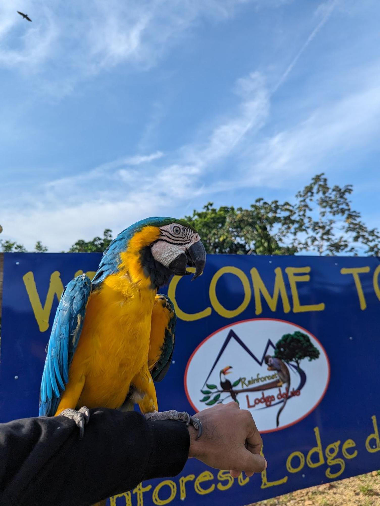 Rainforest Lodge Del Rio بورتو بيلو المظهر الخارجي الصورة