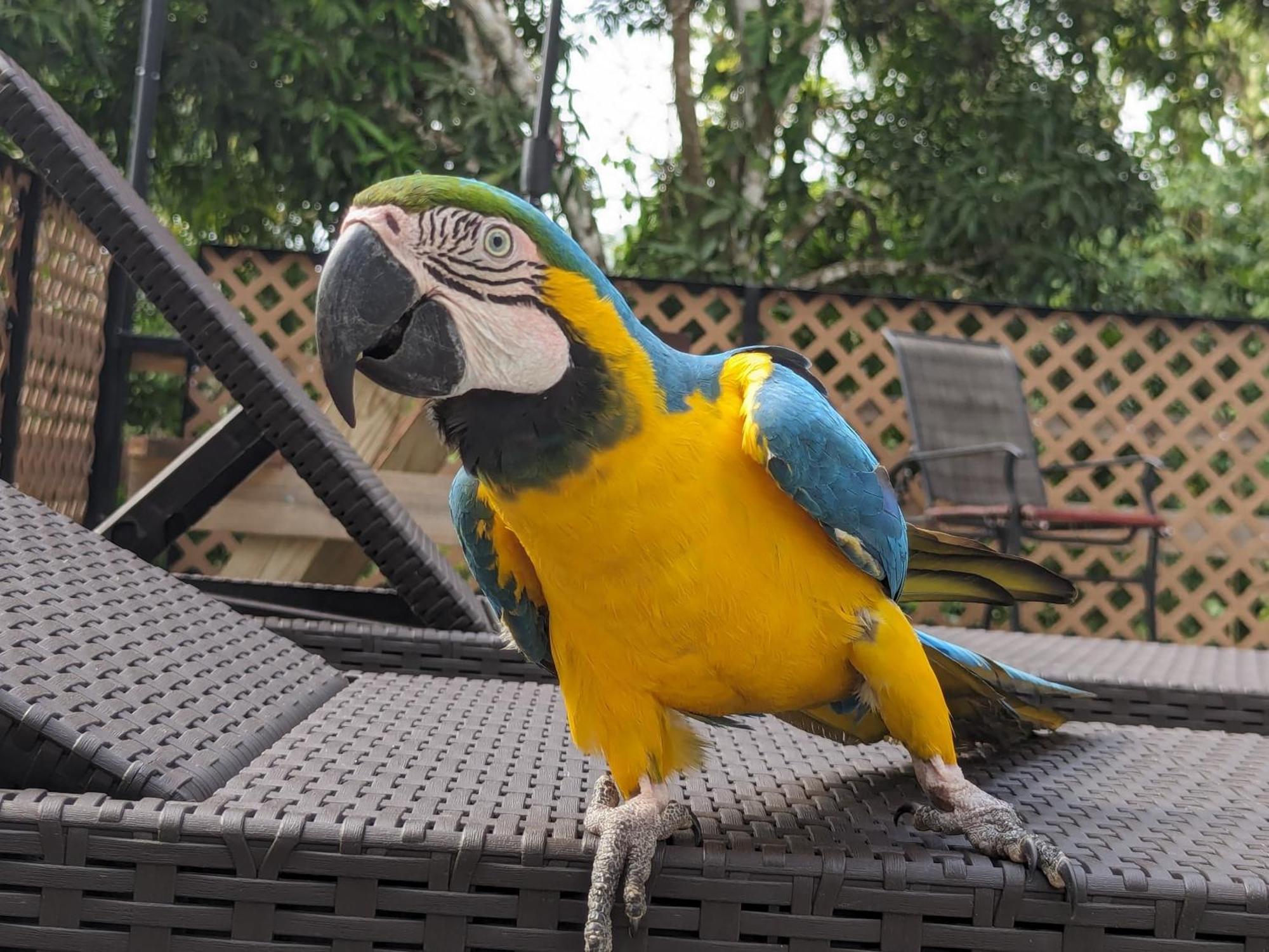 Rainforest Lodge Del Rio بورتو بيلو المظهر الخارجي الصورة